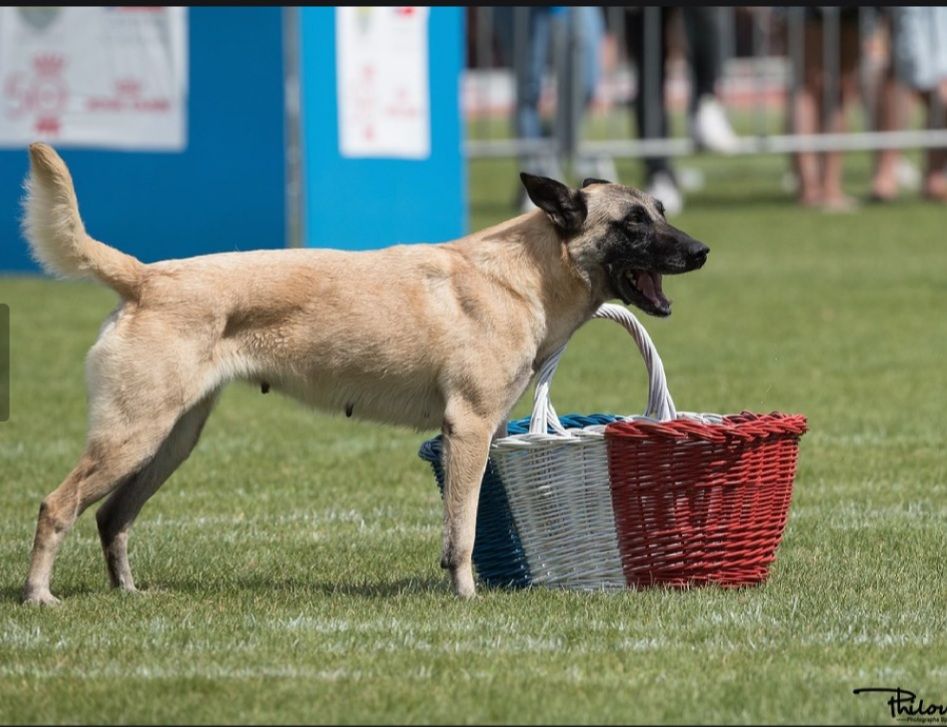 Gala Des Gargouilles De Gergovie