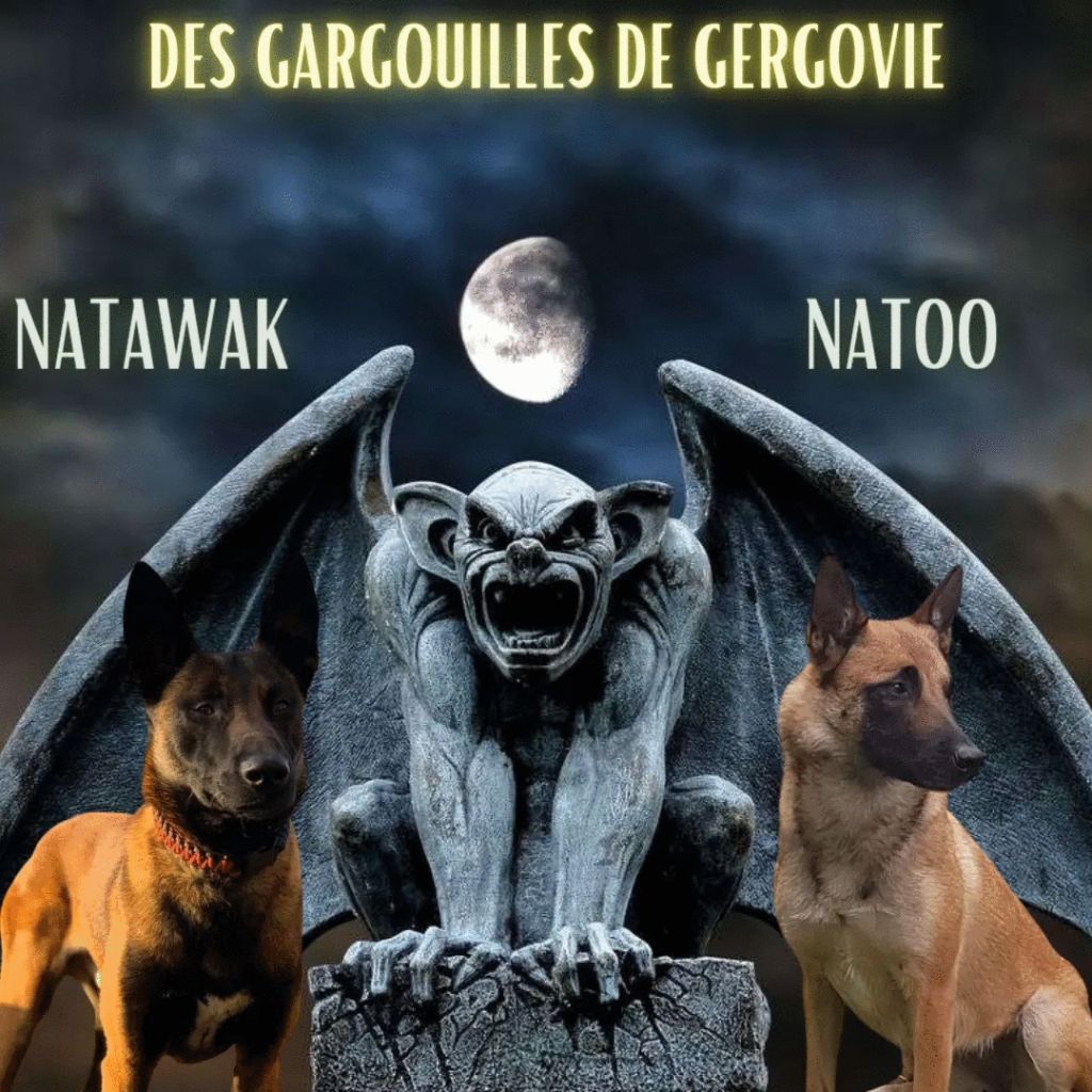 Saillie NATAWAK / NATOO 